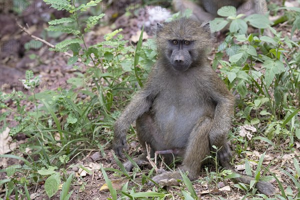 Olive baboon