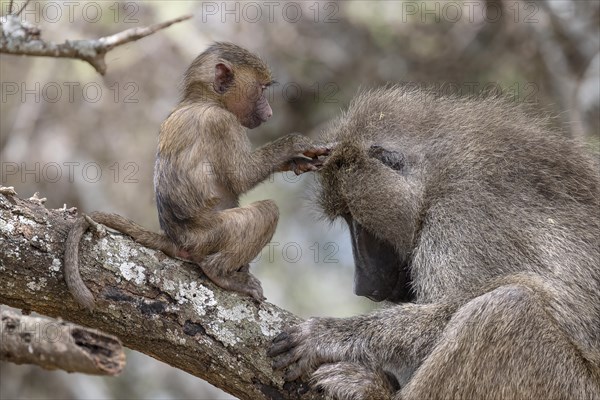 Olive baboon