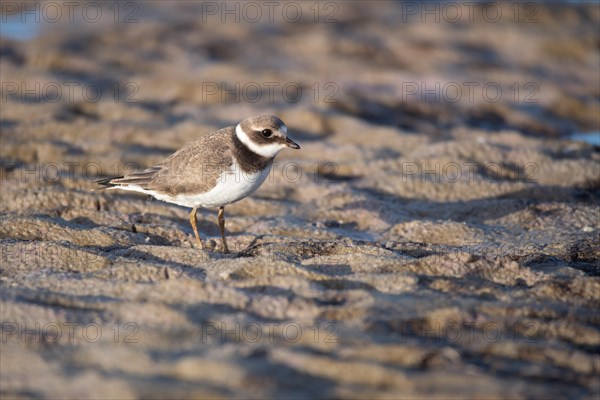 Ringed Plover