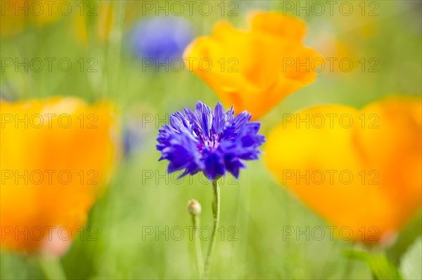 Blue cornflower