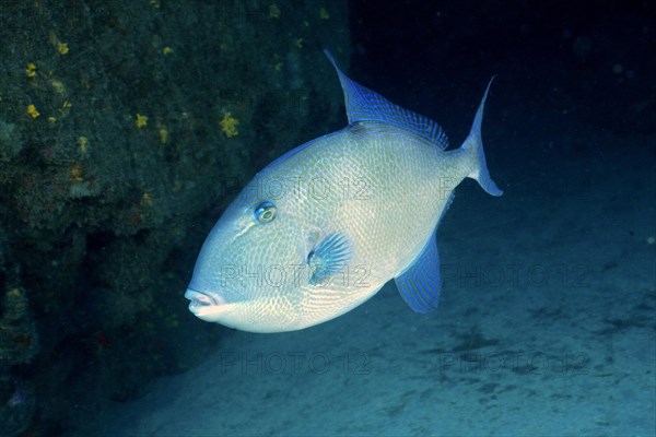 Grey triggerfish