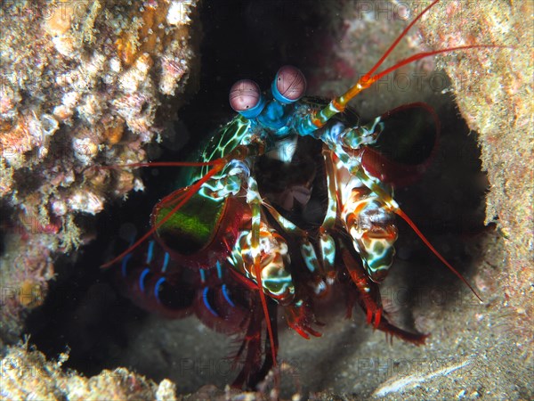 Peacock mantis shrimp