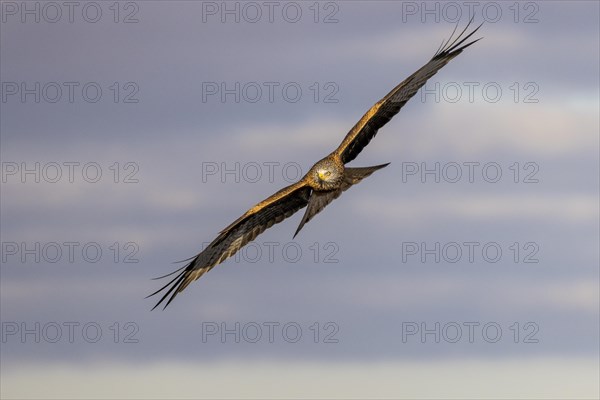 Red Kite