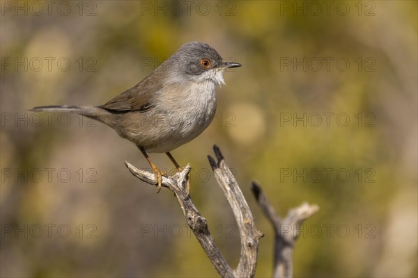 Sardinian warbler