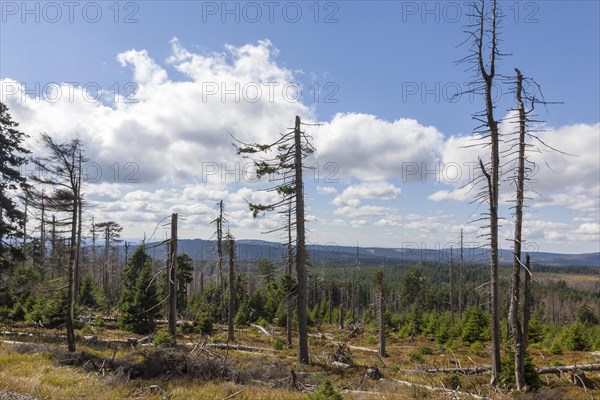 Dead trees, spruce