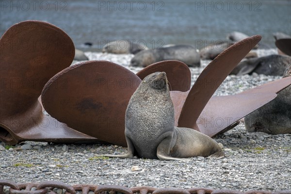 Sea bear between rusted propellers Stromness Bay South Georgia