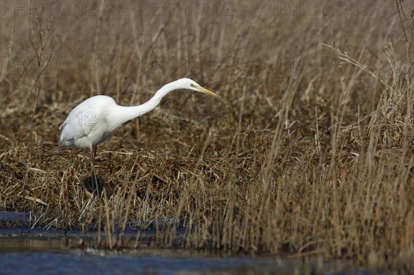 Great egret