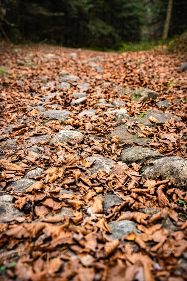 Stones in the barefoot park in the forest, Schoemberg, Black Forest, Germany, Europe