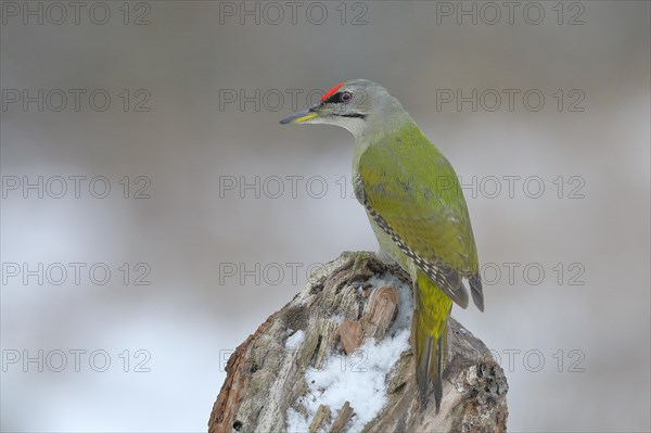 Grey-headed woodpecker