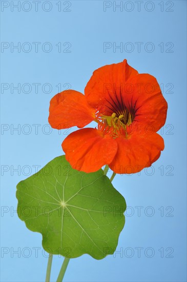 Nasturtiums on a blue background