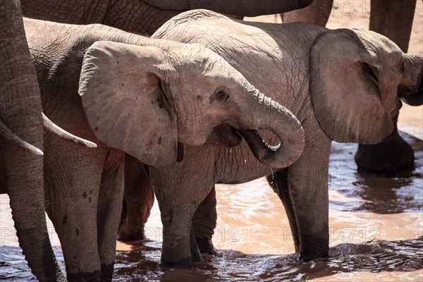 Herd of elephants at the waterhole in the savannah of East Africa, red elephants in the gene of Tsavo West National Park, Kenya, Africa