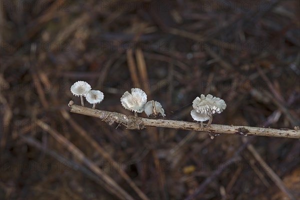Clerine tree mushrooms on a scrawny branch, in a mixed forest, Bavaria, Germany, Europe