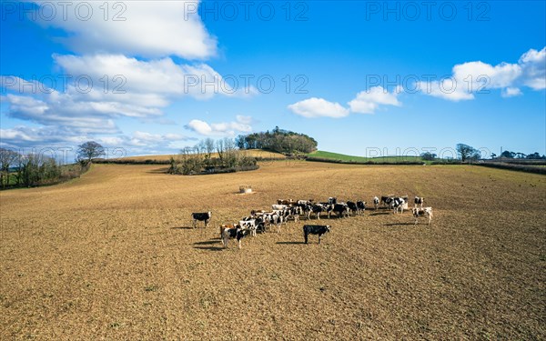 Cows on Devon Fields and Farmlands from a drone, English Village, England, United Kingdom, Europe