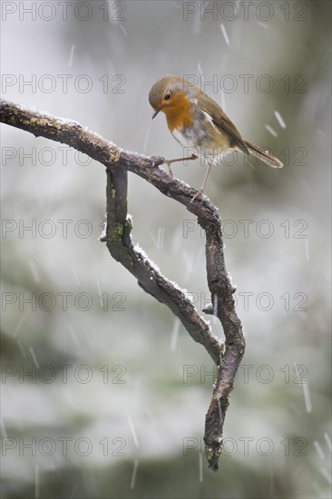 European robin