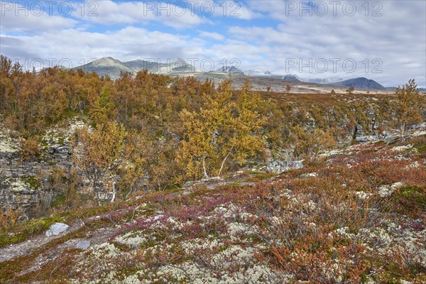 Autumn landscape in Rondane National Park, tundra, snowy peaks in the background, Oppland, Norway, Europe