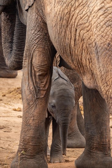 Herd of elephants with a baby elephant between its mothers legs. Cute shot of a calf in Tsavo National Park, Kenya, East Africa, Africa