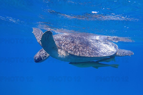 A green turtle