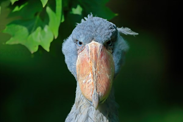 Shoebill