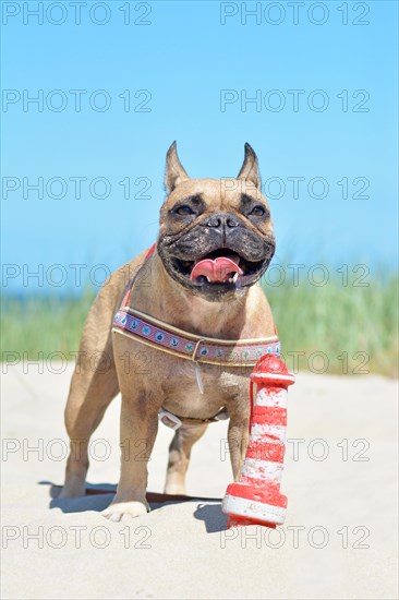 Small happy brown French Bulldog dog with big grin wearing a nautical harness and a lighthouse dog toy lying to its feet in sand dunes with grass on beach