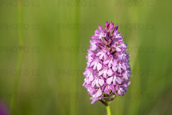 Pyramidal orchid in a meadow in spring. Alsace, France, Europe