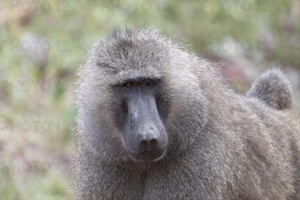 Olive baboon