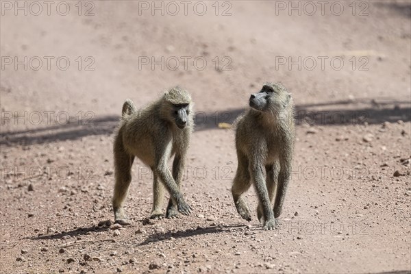 Olive baboon