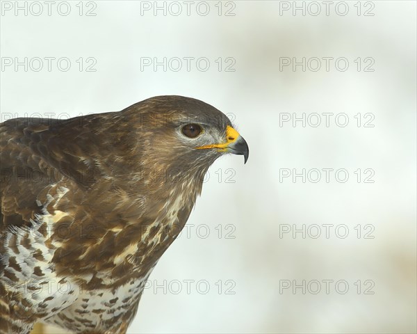 Steppe buzzard