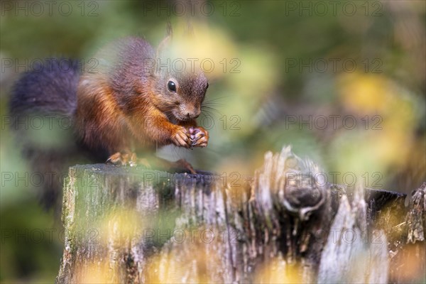 Eurasian red squirrel