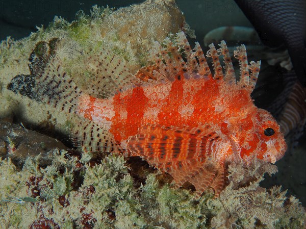 Red Sea Dwarf Lionfish