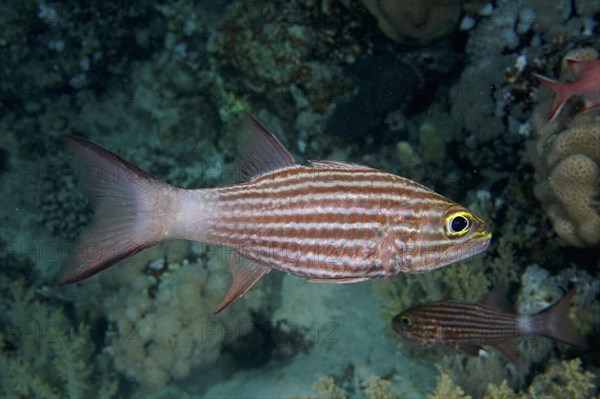 Largetoothed cardinalfish