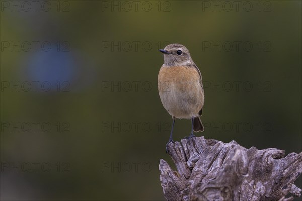 European stonechat