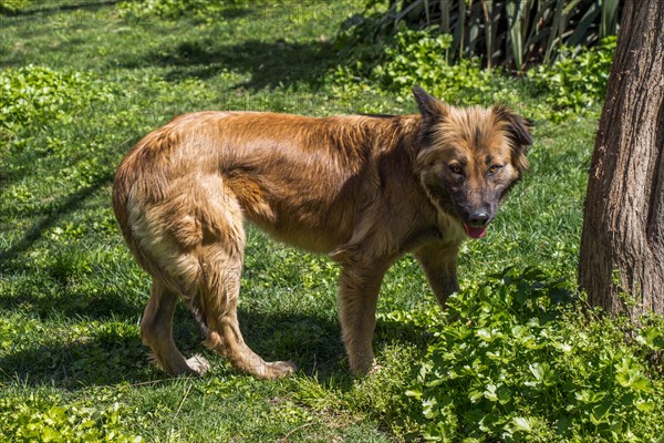 Homeless stray dogis in the street as lonely concept