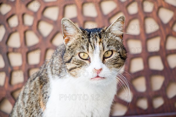 Stray cat in the street