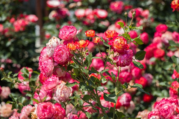 Blooming beautiful bunch of roses in spring garden