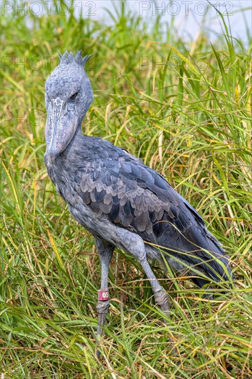 Shoebill