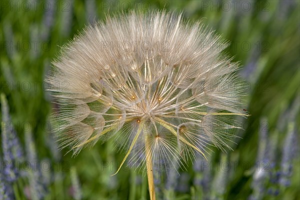 Meadow salsify