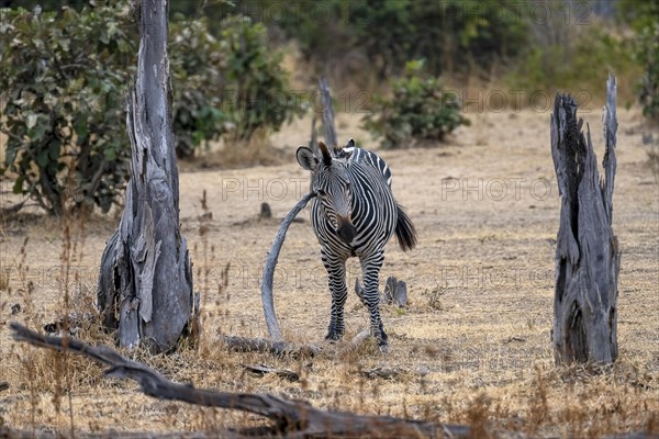 Plains Zebra of the subspecies crawshay's zebra