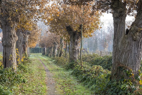 Cultural Monument Kloppendiek, The Kloppendiek, a path with centuries-old oaks, presumably the old processional route of the Catholics who went on pilgrimage from Groenlo and Eibergen in the Netherlands to the church of St. Francis in Zwillbrock in Germany, as the path extends to the Dutch border, Zwillbrock, Muensterland, North Rhine-Westphalia, Germany, Europe