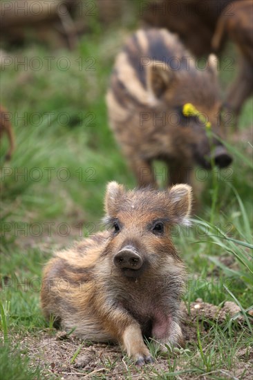 Wild boar