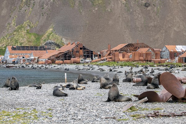 Sea Bears off South Georgia Whaling Station Stromness Bay