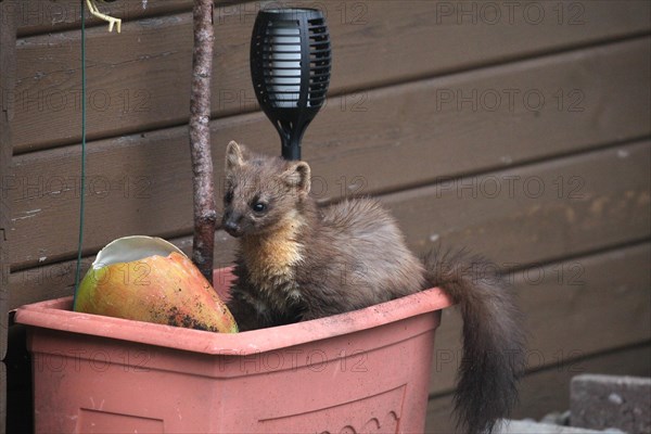 European pine marten