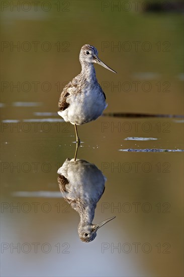 Common greenshank