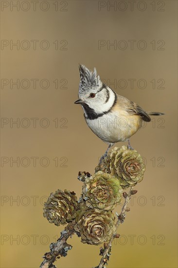 Crested Tit