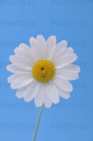 White daisy on a blue background