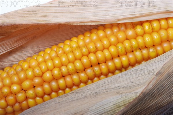 An ear of ripe corn