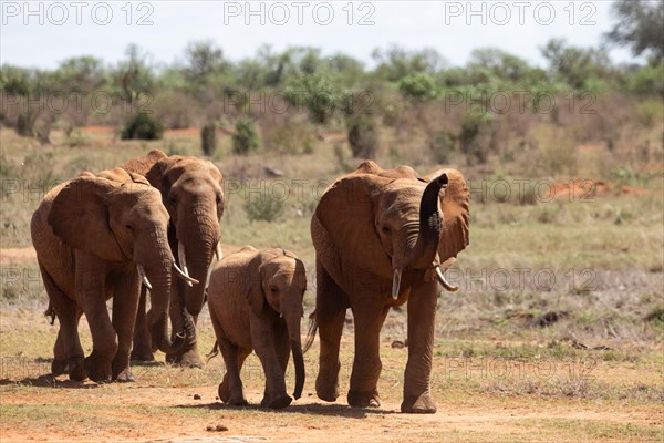 Herd of elephants in the savannah of East Africa, red elephants in the gene of Tsavo West National Park, Kenya, Africa