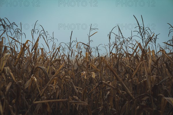 Corn crops at the misty day