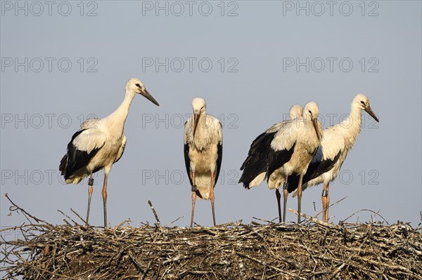 White Stork