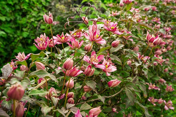 Pink flowering woodland vines