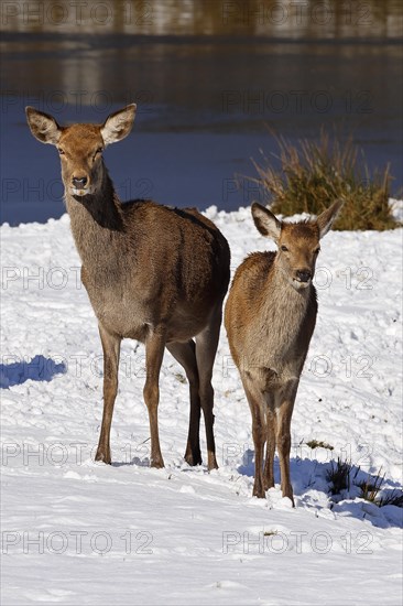 Red deer